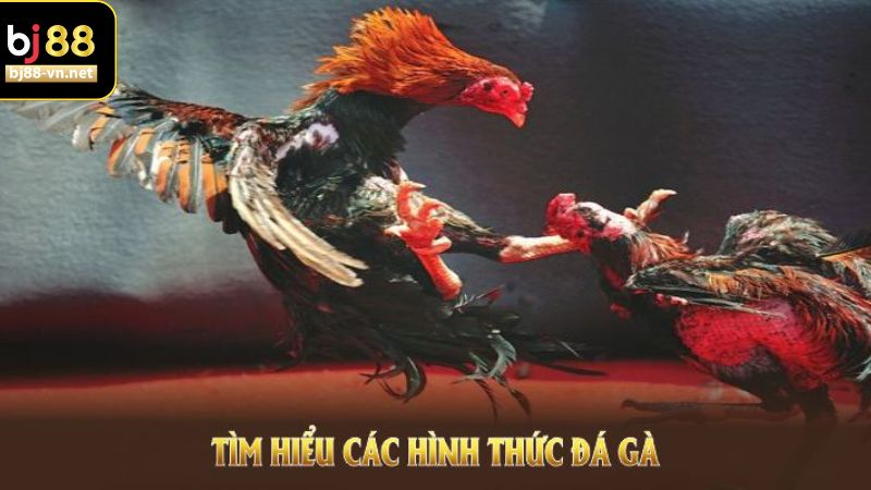 Các hình thức đá gà phổ biến tại sảnh WS168