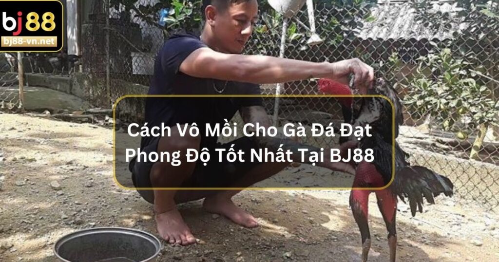 Cách Vô Mồi Cho Gà Đá Đạt Phong Độ Tốt Nhất Tại BJ88