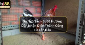 Gà Ngũ Sắc - BJ88 Hướng Dẫn Nhận Diện Thành Công Từ Lần Đầu