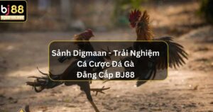 Sảnh Digmaan - Trải Nghiệm Cá Cược Đá Gà Đẳng Cấp Nhất BJ88 