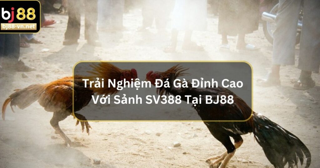 Trải Nghiệm Đá Gà Đỉnh Cao Với Sảnh SV388 Tại BJ88